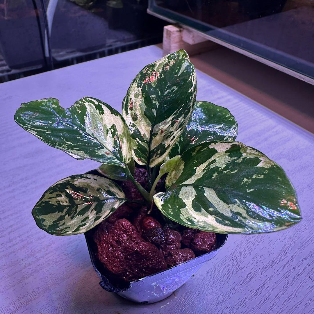 よ*し様 アヌビアス・ナナ 斑入りキングAnubias nana 中型 - メルカリ