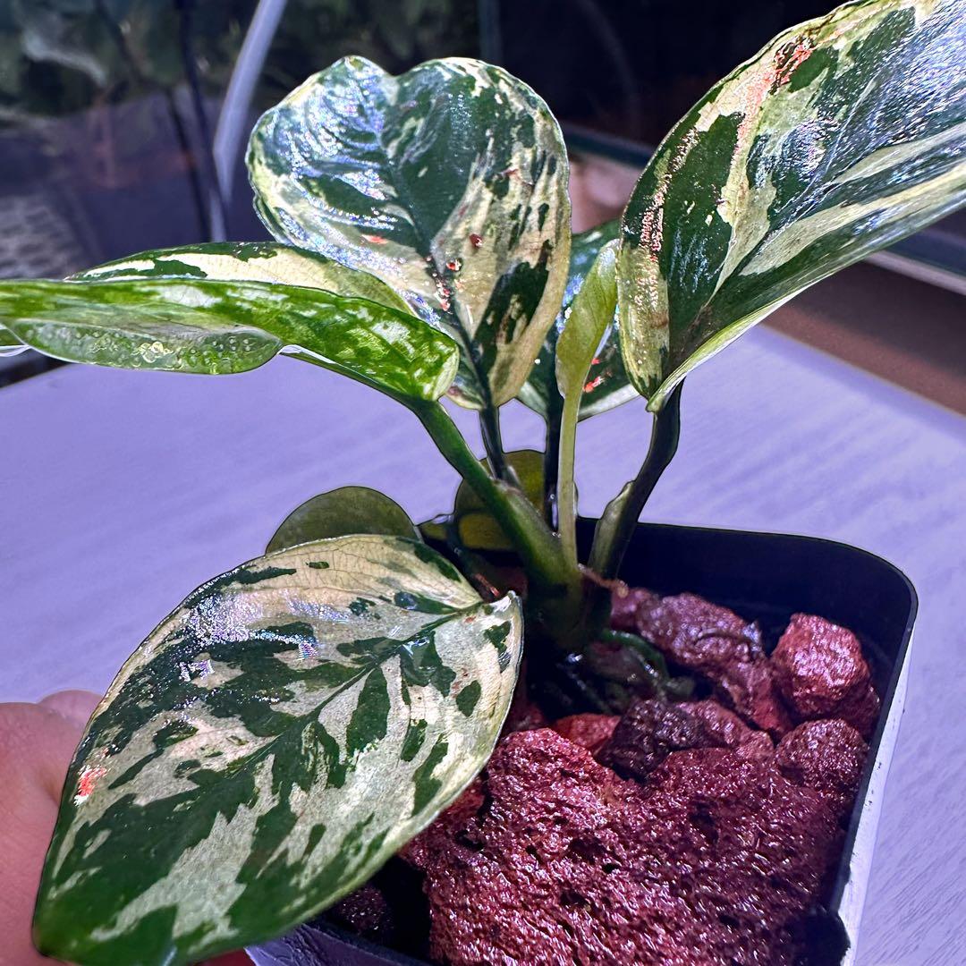 よ*し様 アヌビアス・ナナ 斑入りキングAnubias nana 中型 - メルカリ