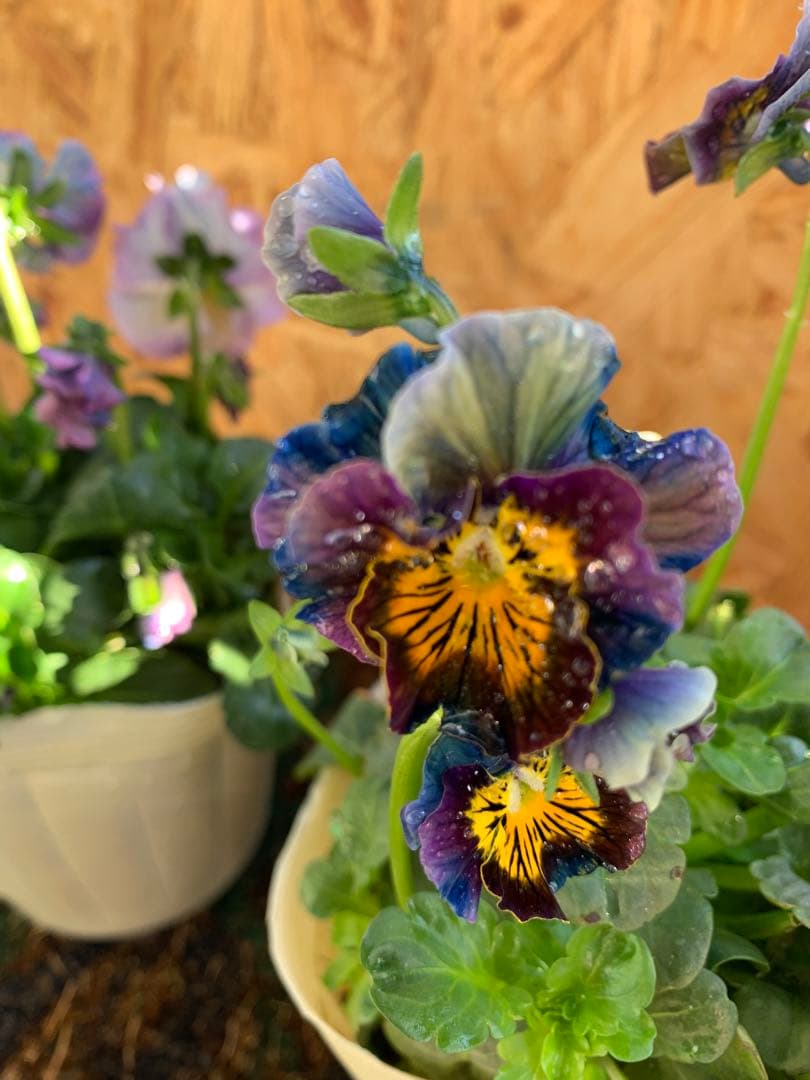 ア*ビ様 フェデネージュ 