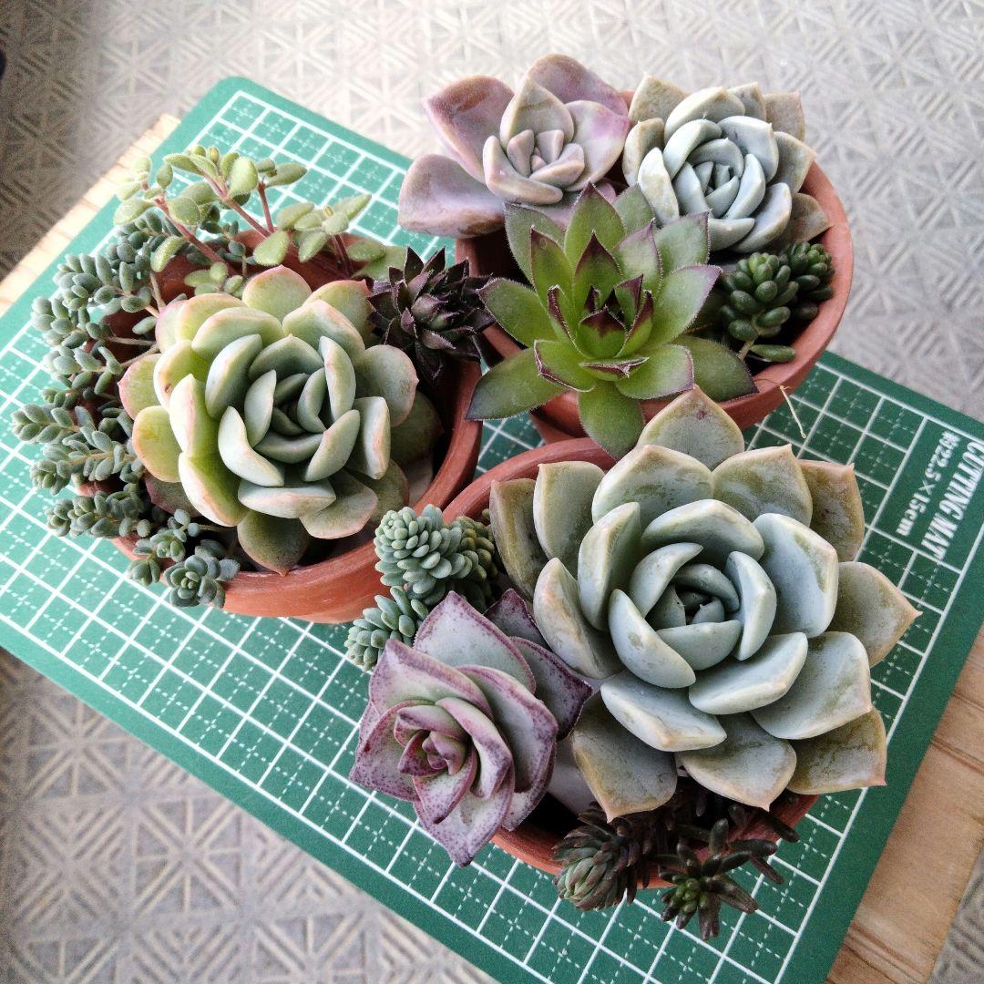 多肉植物 寄せ植えセット① - メルカリ