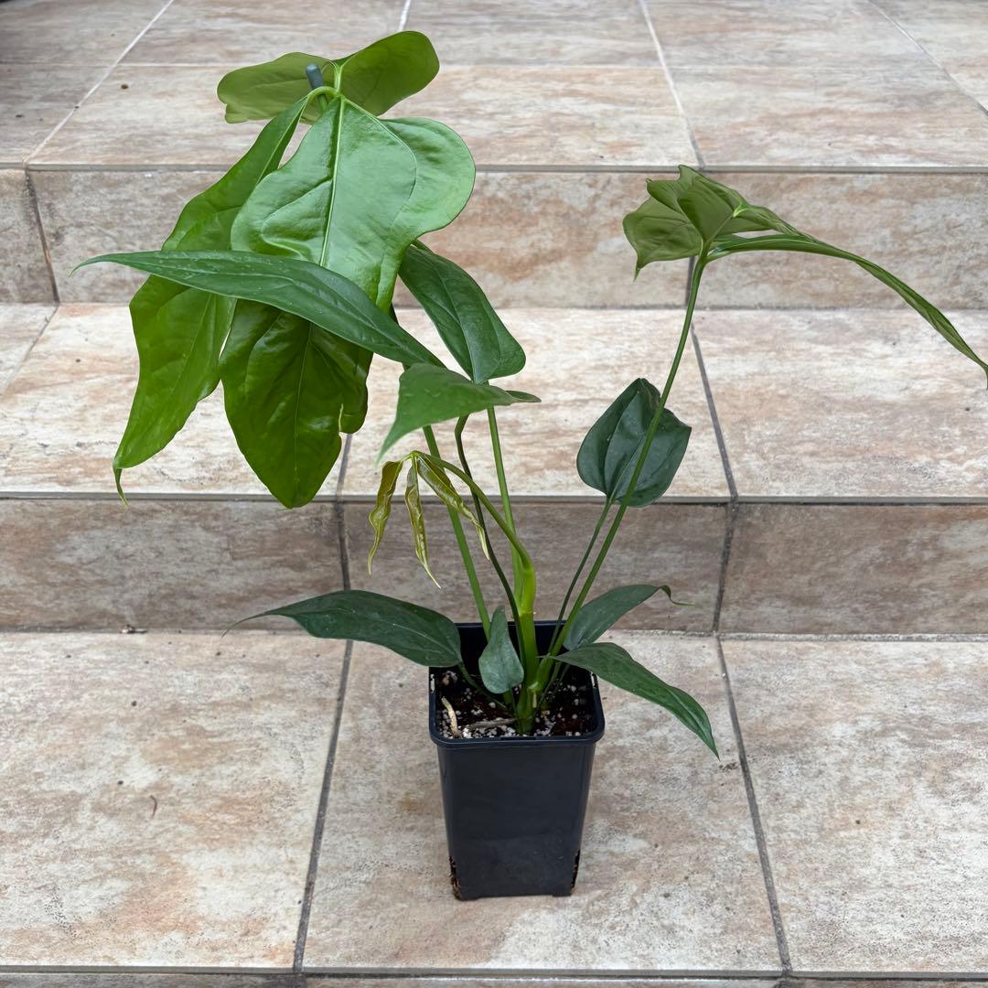 アンスリウム　カリブレイリー　約3.5号鉢　No.001　鉢、送料込 セール】アンスリウム カリブレイリー 約3.5号鉢 No.001 鉢、送料込