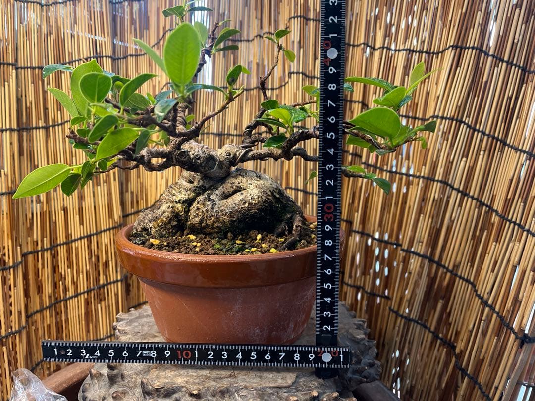 ✨✨✨ガジュマル【◎ジブリの世界】検/ガジュマル♪goodセール品