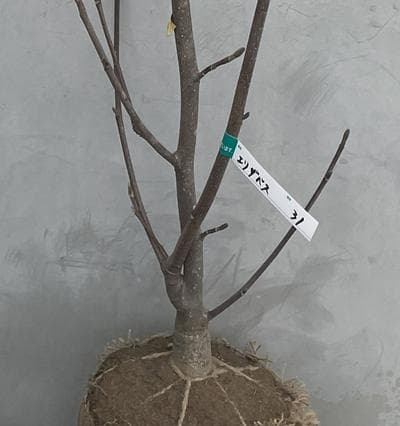 《現品》モクレン　エリザベス　樹高1.3ｍ（根鉢含まず）31【黄花/苗木】