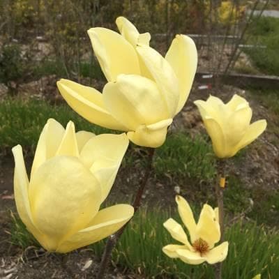 《現品》モクレン　エリザベス　樹高1.3ｍ（根鉢含まず）31【黄花/苗木】