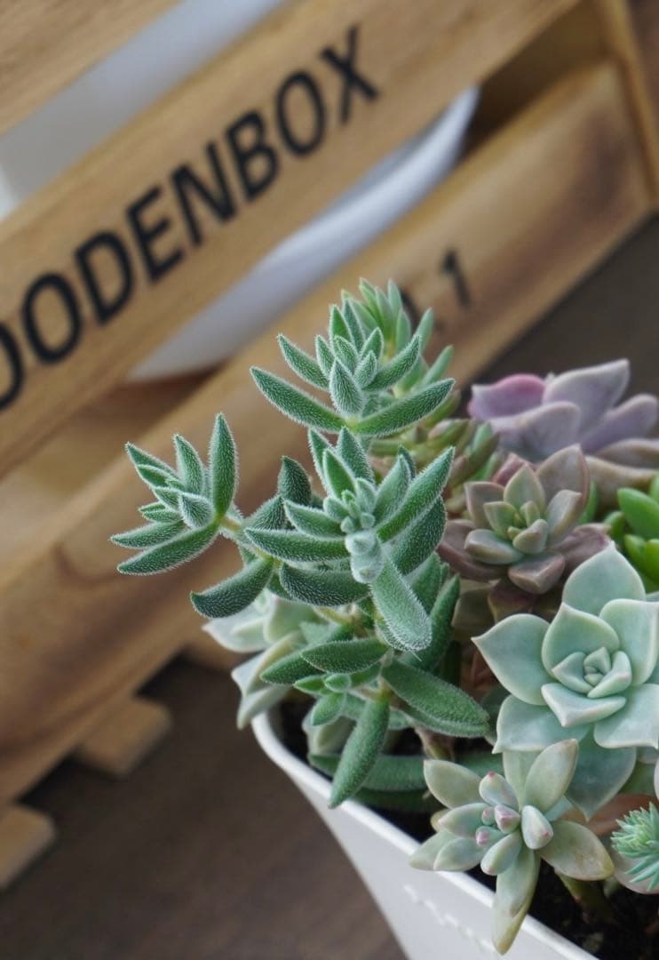 レンズ(ズーム) Sony PZ 16-50mm f3.5-5.6 OSS SELP1650