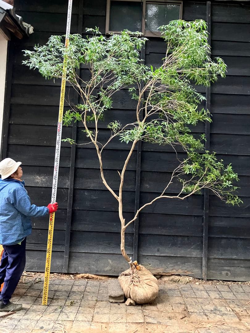 70 山採り アセビ - メルカリ