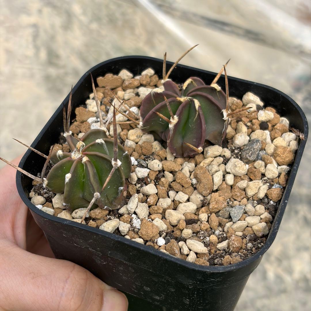 水牛大鳳玉 黒棘 実生 2株 - メルカリ