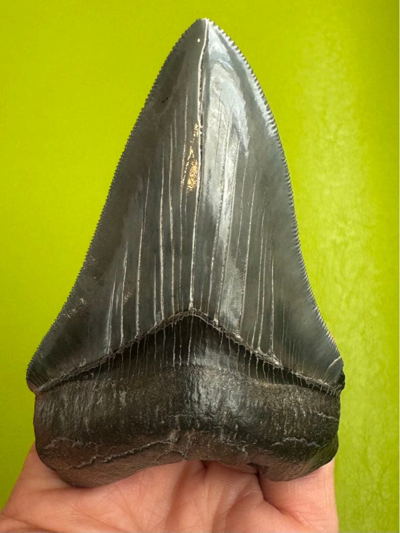 L*9様 【博物館級】宝石のような『メガロドン』の歯の化石 史上最大のサメ！メガロドンの歯化石＞ メガロドンの歯を目の前に