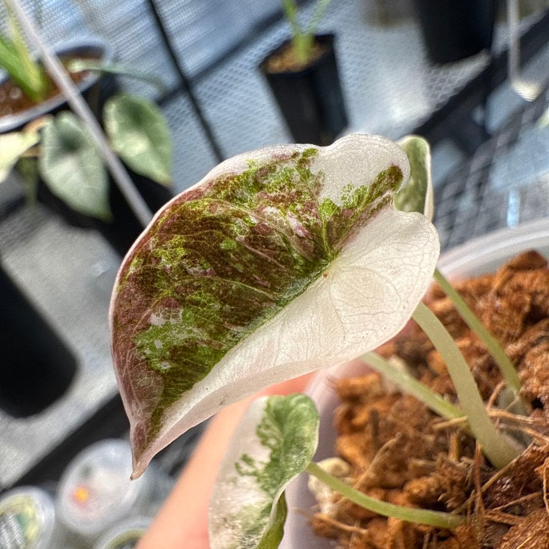 希少 アロカシア クプレア ピンク Alocasia cuprea pink - Etsy 日本