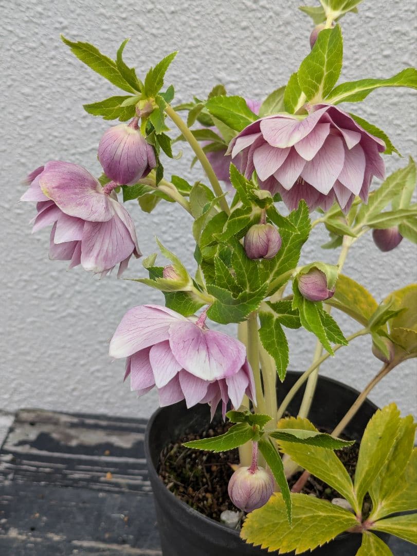 広瀬園芸 クリスマスローズ オーレア系 ピンクグラデーションdd