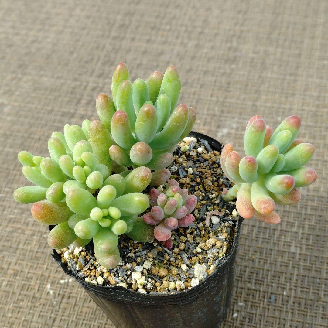 乙女心×八千代 多肉植物抜き苗うに - メルカリ