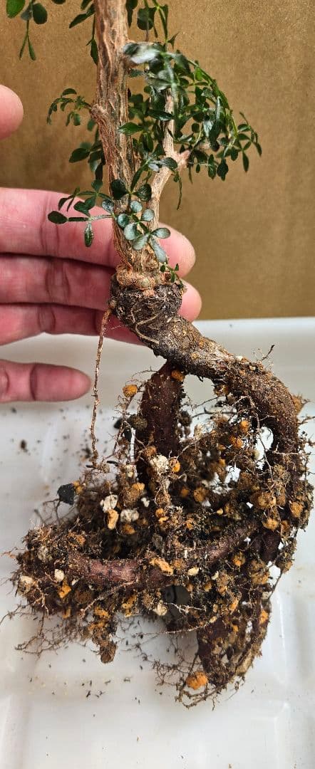 オペルクリカリア.パキプス (根挿し)パワータンク有り♪ - メルカリ