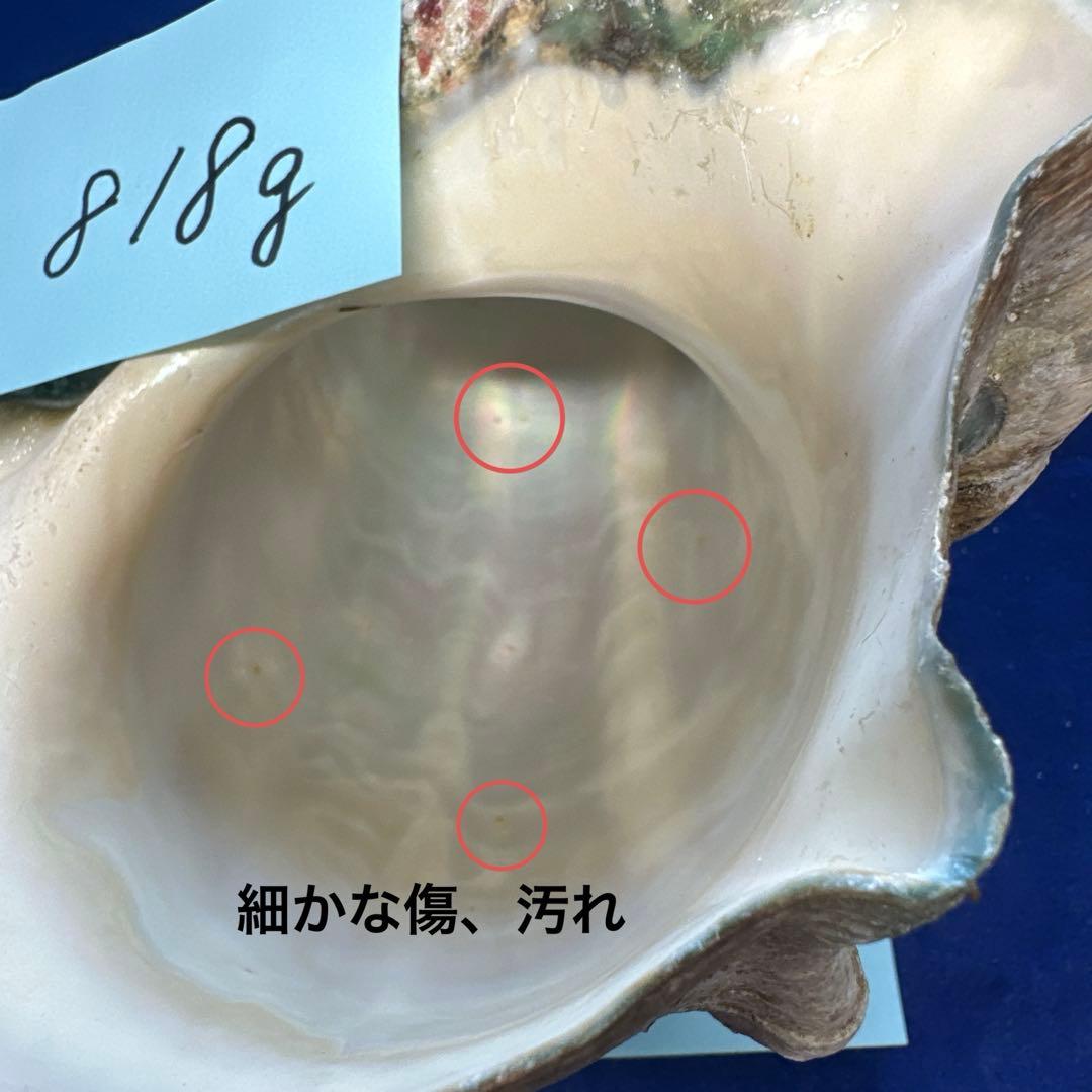 夜光貝 ヤコウ貝 まとめ売り 15個 12、5kg アクセサリー ルア