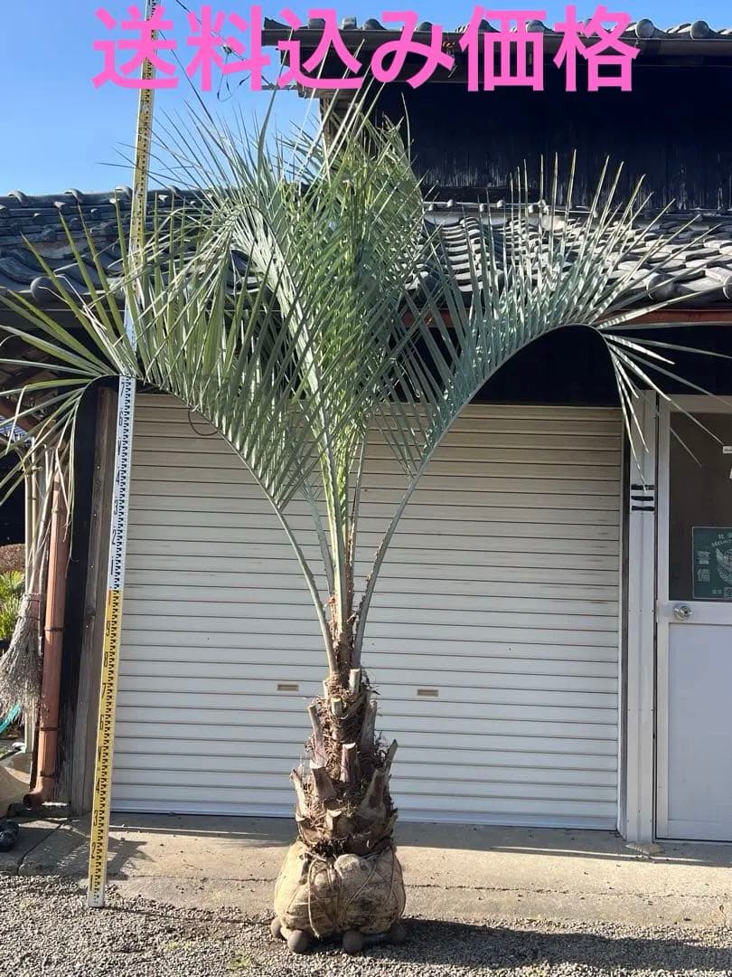 ココスヤシ H2.5m 極上極太シルバーリーフ カルフォルニアスタイル