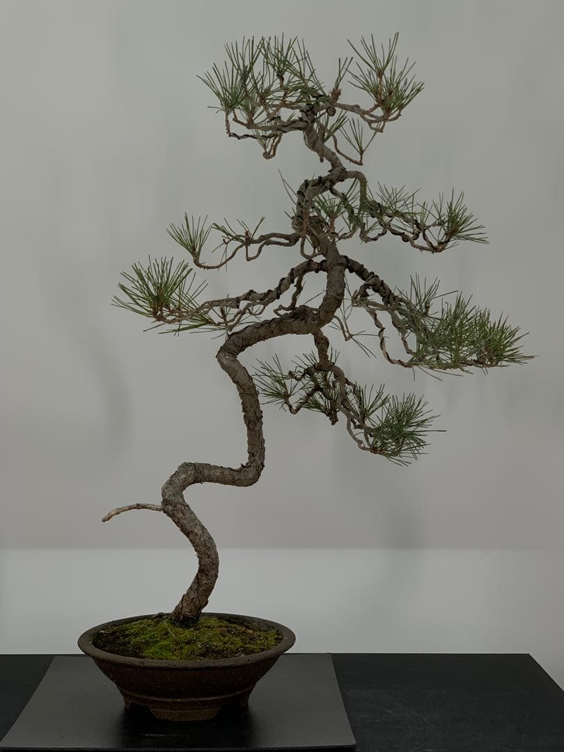 細幹ならではの曲芸 文人赤松 落款（検索/真柏 黒松 捻転 シャリ 盆栽）