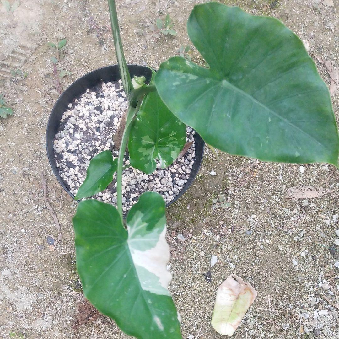 斑入りクワズイモ 斑入りクワズイモ オキナワシルバー | GREEN LUCK