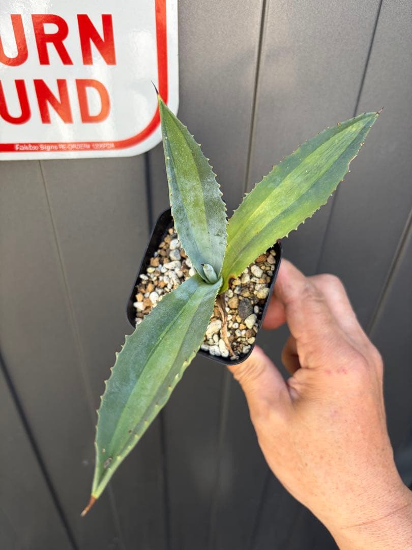 耐寒性アガベ 中斑入りレモンライム◇ドライガーデン錦ユッカ多肉