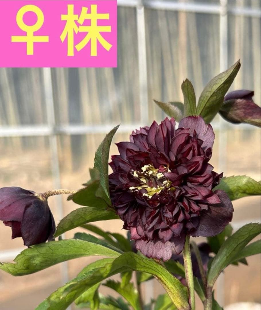 クリスマスローズ☆クレオパトラ☆セルフ交配苗 - メルカリ