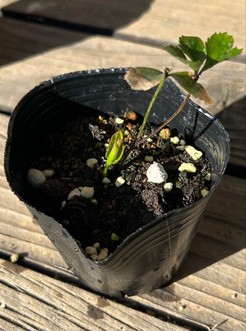 クリスマスローズ☆クレオパトラ☆セルフ交配苗 - メルカリ