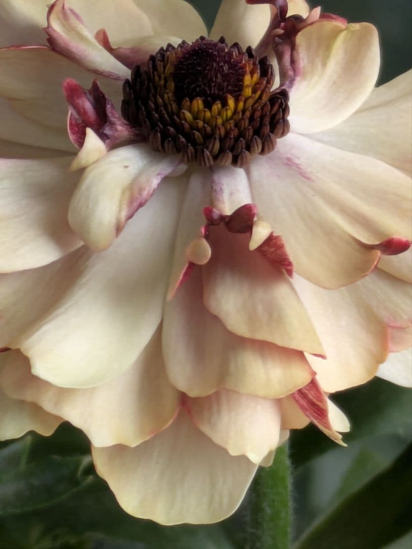 ♡みあり様♡13周年感謝価格✨✨