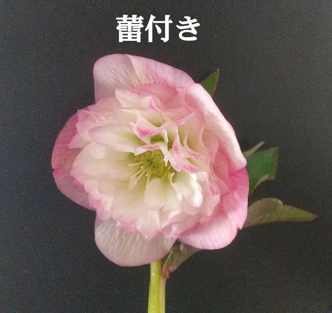 クリスマスローズ【オーロラプリマドレス】苗 ピンク 桃色 ロゼット