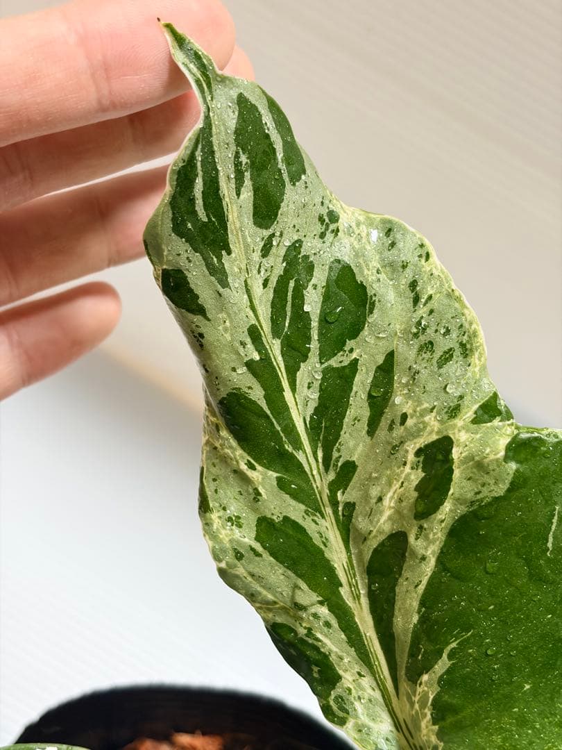 ☆美株☆ モンステラ バルバソー バルバソウル フシギダネ - メルカリ