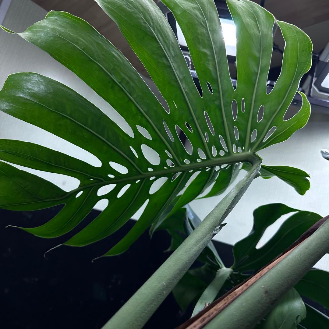 Remn様専用モンステラデリシオーサマクロコズム超希少系統鉢植え102