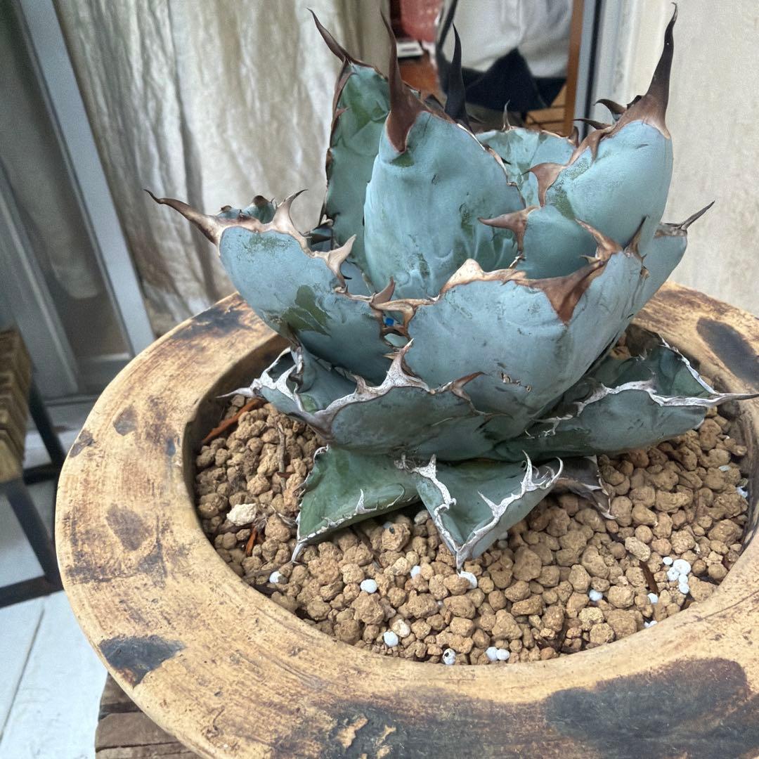 アガベ　ブラックアンドブルー アガベ ブラックアンドブルー（Black & Blue）1号｜育成難易度は高い