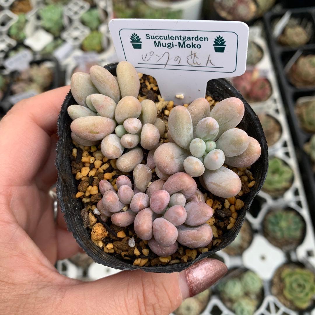 多肉植物 ピンクの恋人 - メルカリ