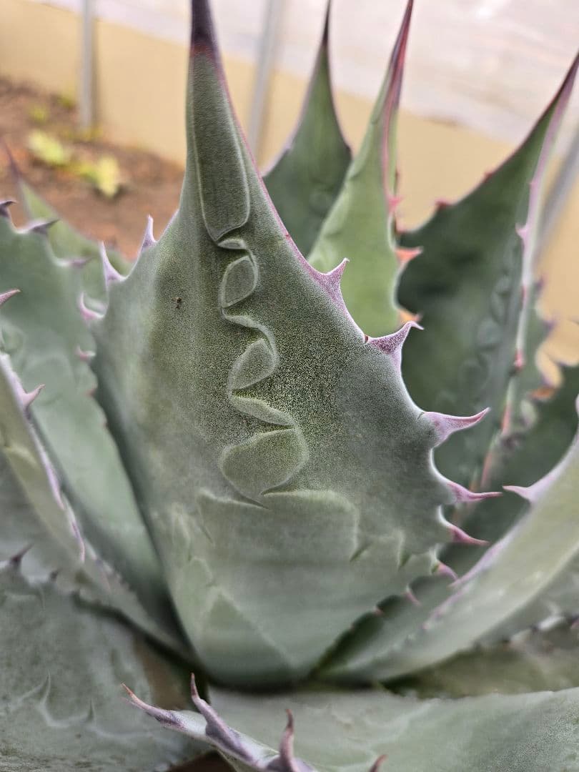 アガベ パラサナ×マルガリータ ハイブリッド 親株 - メルカリ