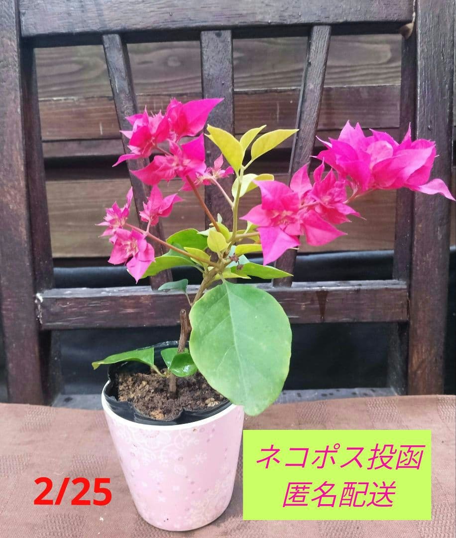 ブーゲンビリア 八重咲き 赤系 - メルカリ