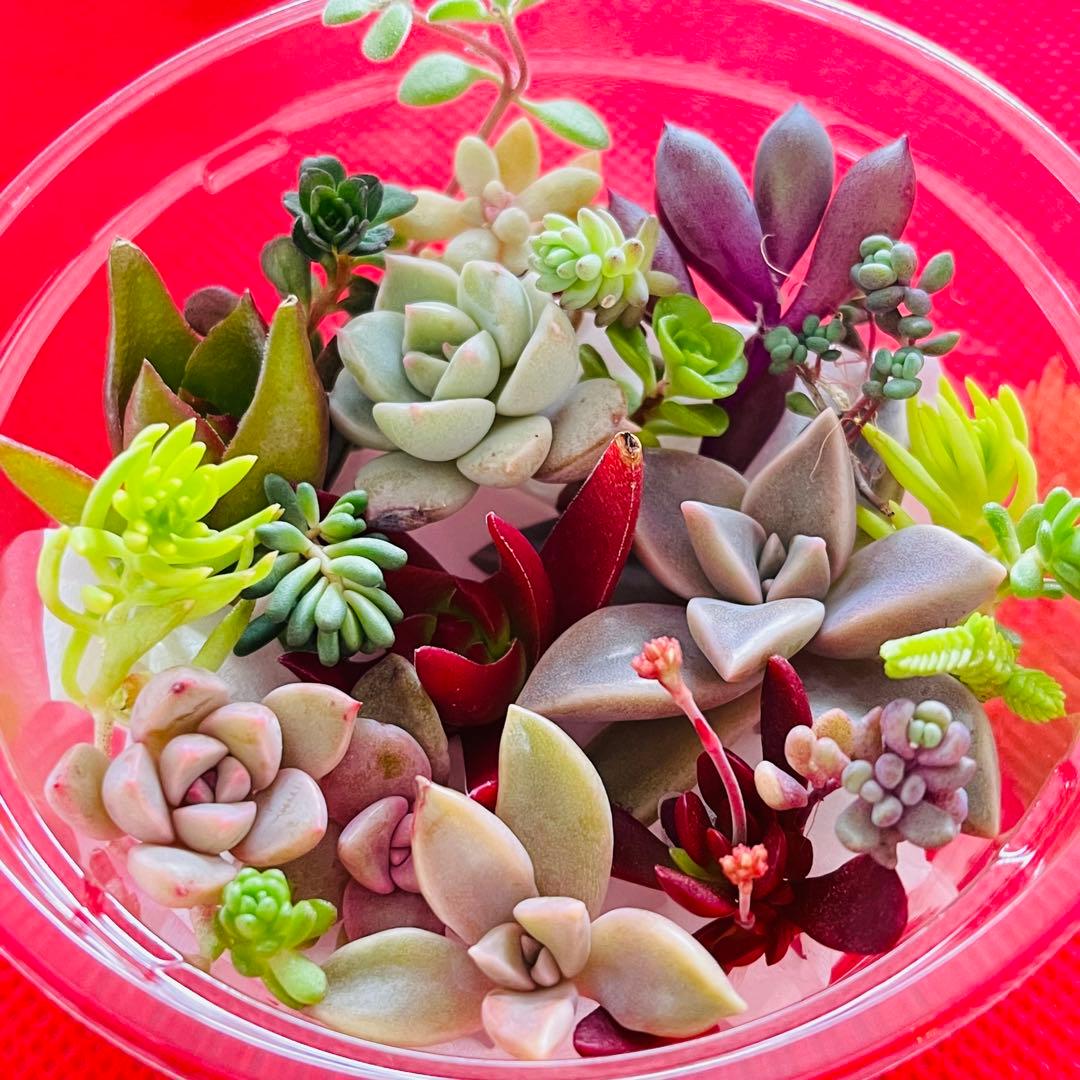 ②寄せ植えセット カット苗 詰め合わせ 多肉植物 - メルカリ