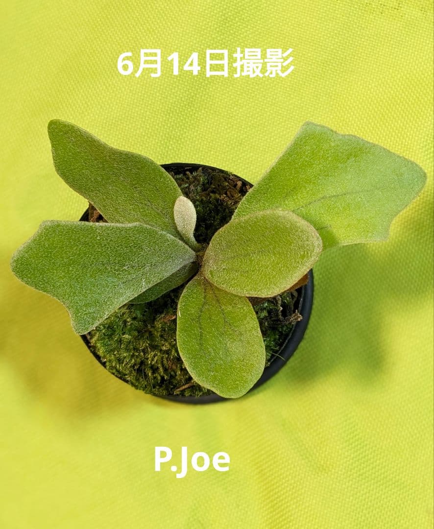 ビカクシダ ジョー P.