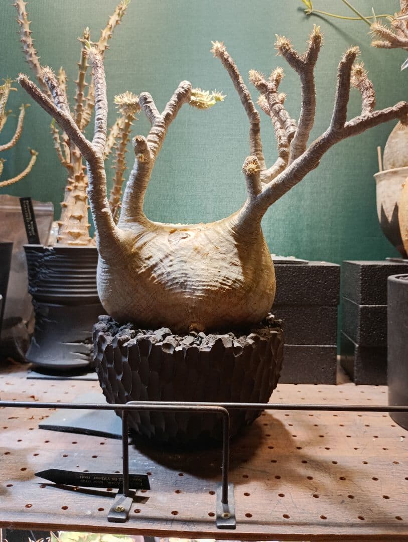 カツオ兄さん カツオ、頑なにサザエを「兄さん」と呼び続ける (2024年1月28日掲載