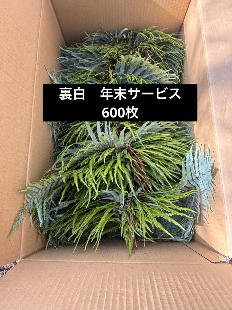 ウラジロシダ エディブルフラワー 飾り葉