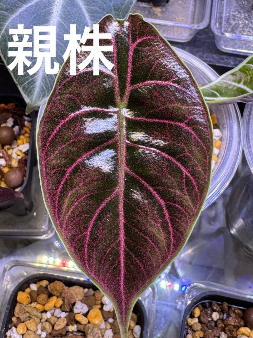 アロカシア アズラニー 芋 - メルカリ