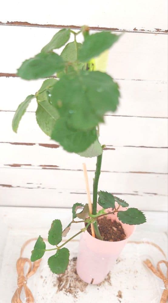 ❀オフェリアさま❀ バラ 苗 切り花品種 クリーミーな色あい 2350