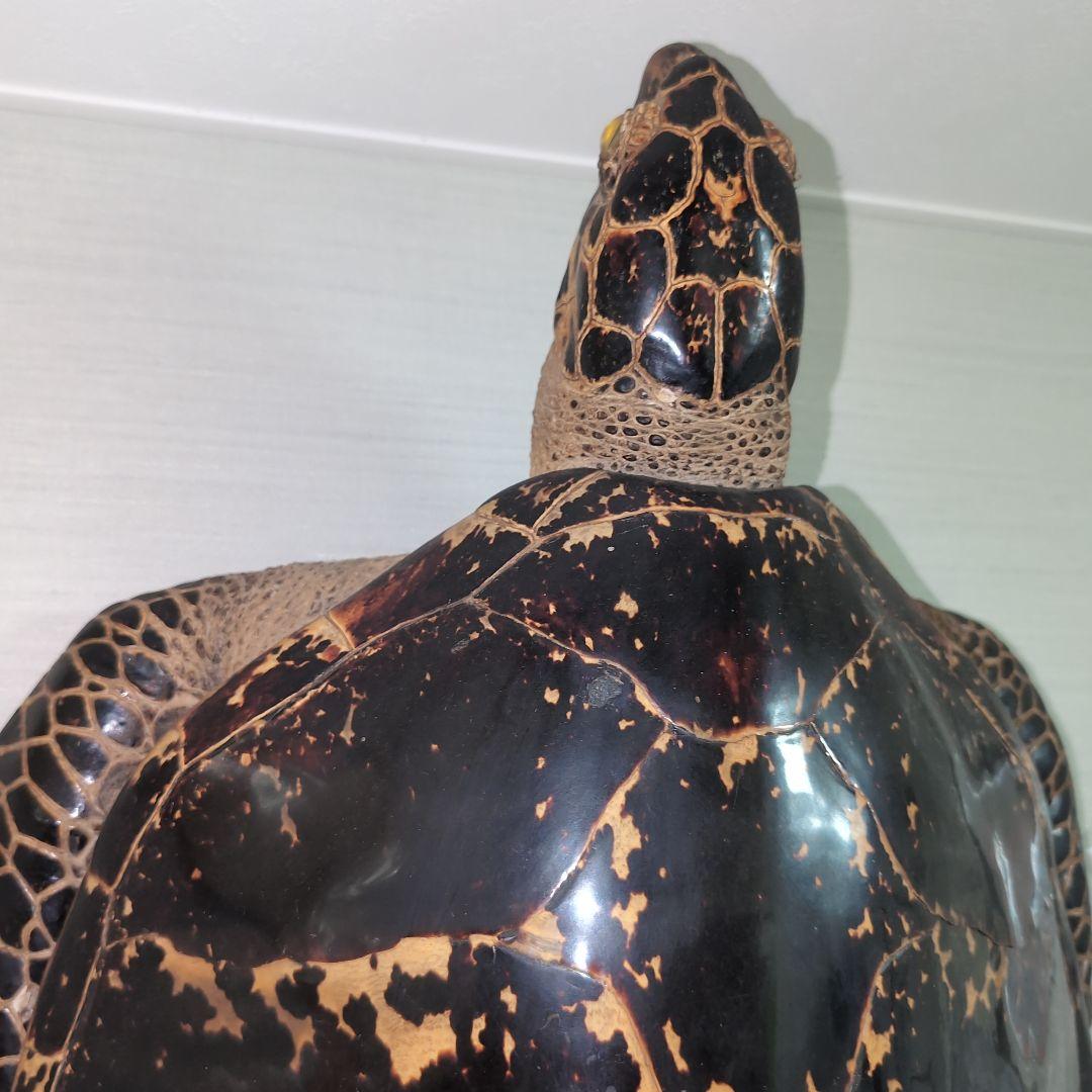 最終値下げ タイマイ 剥製 ウミガメ 海亀 国際希少野生動植物種登録票