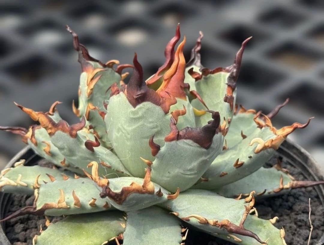 アガベ ハイブリッド 妖炎姬嚴龍 エボリスピナ×チタノタ 特選親株の