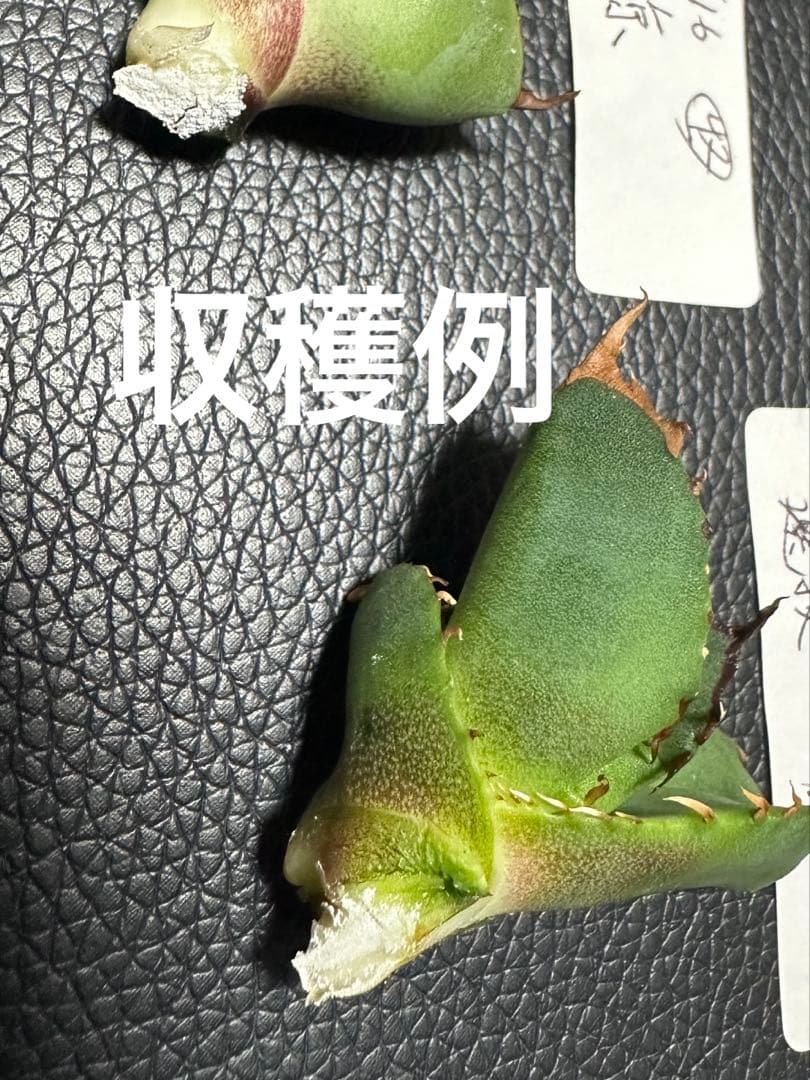 【唯一無二　国内オテロイ実生　超肉厚広バンド　胴切り天芽の出品】チタノタ アガベ