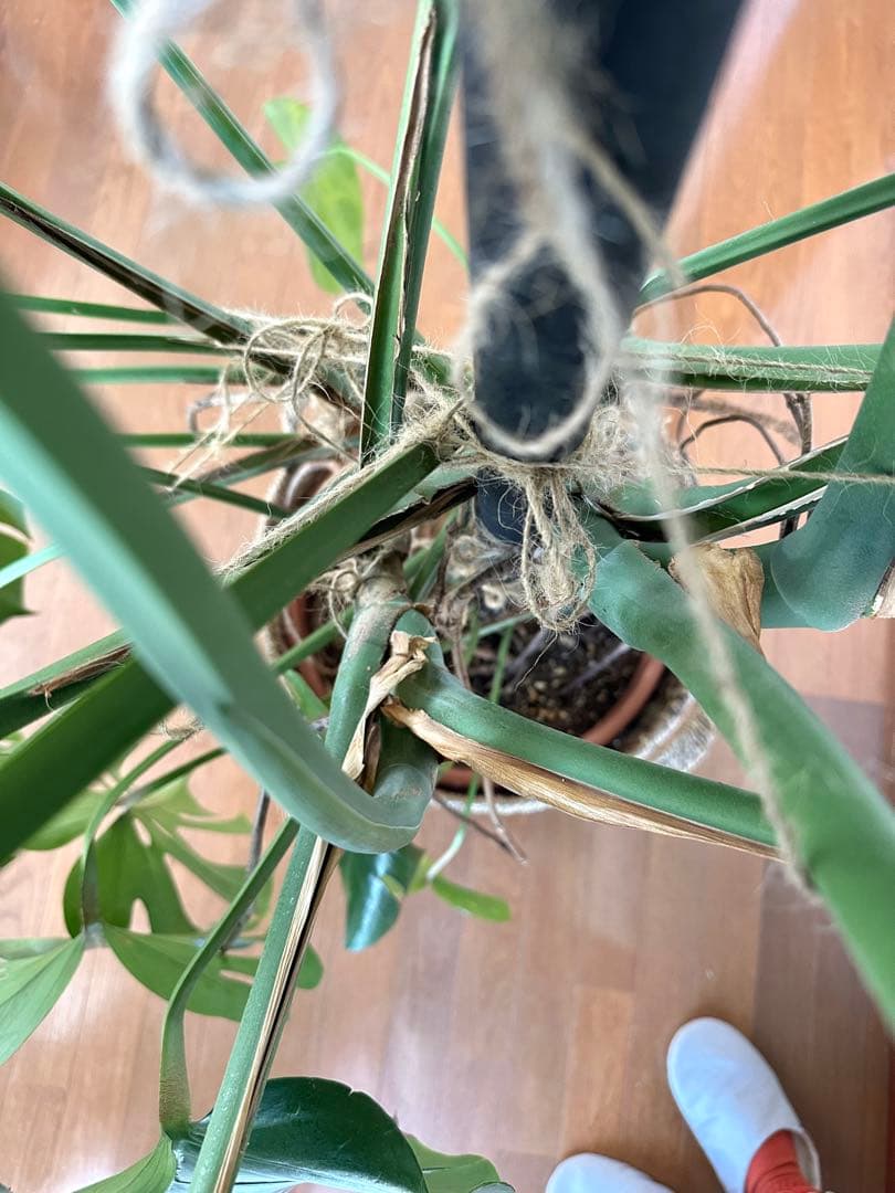 【近隣運送可】巨大モンステラ 3株 165cm