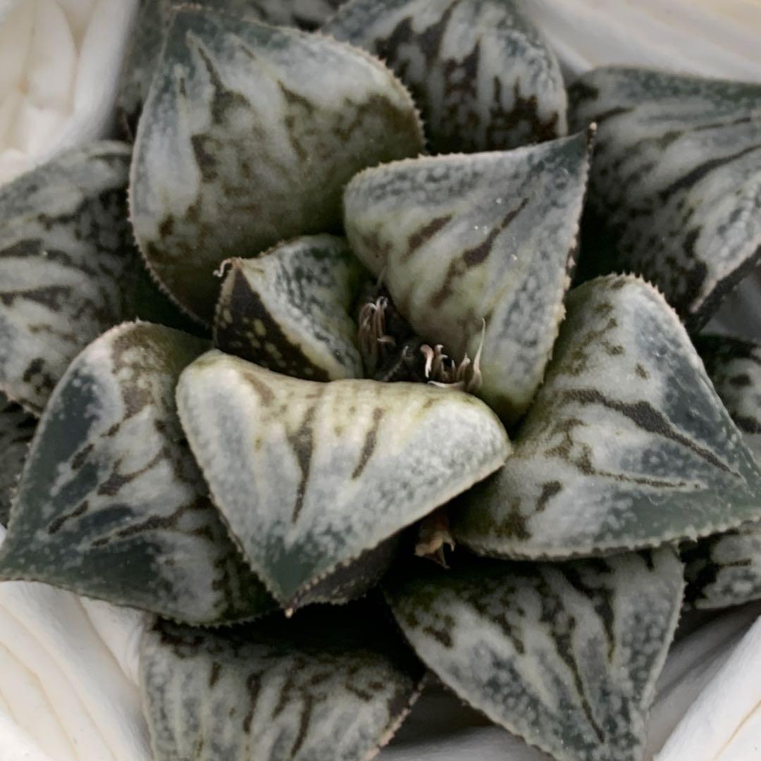 多肉植物 ハオルチア 台湾実生3(白鳥部屋) - メルカリ