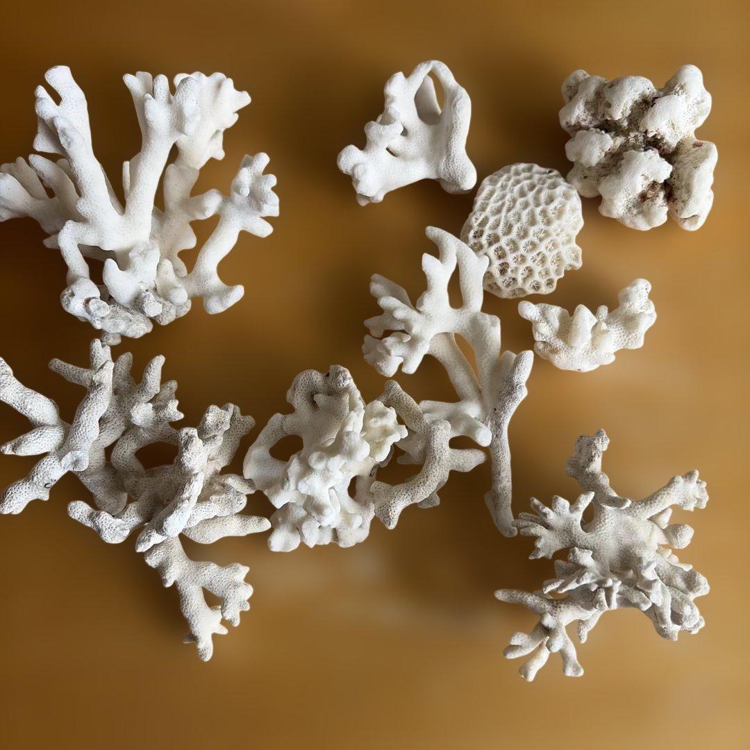 ホワイトコーラルセット 水槽用石 - メルカリ