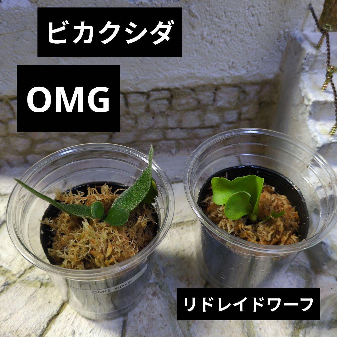 速達ビカクシダ P.Willinckii 'OMG' リドレイドワーフ④ セット - メルカリ