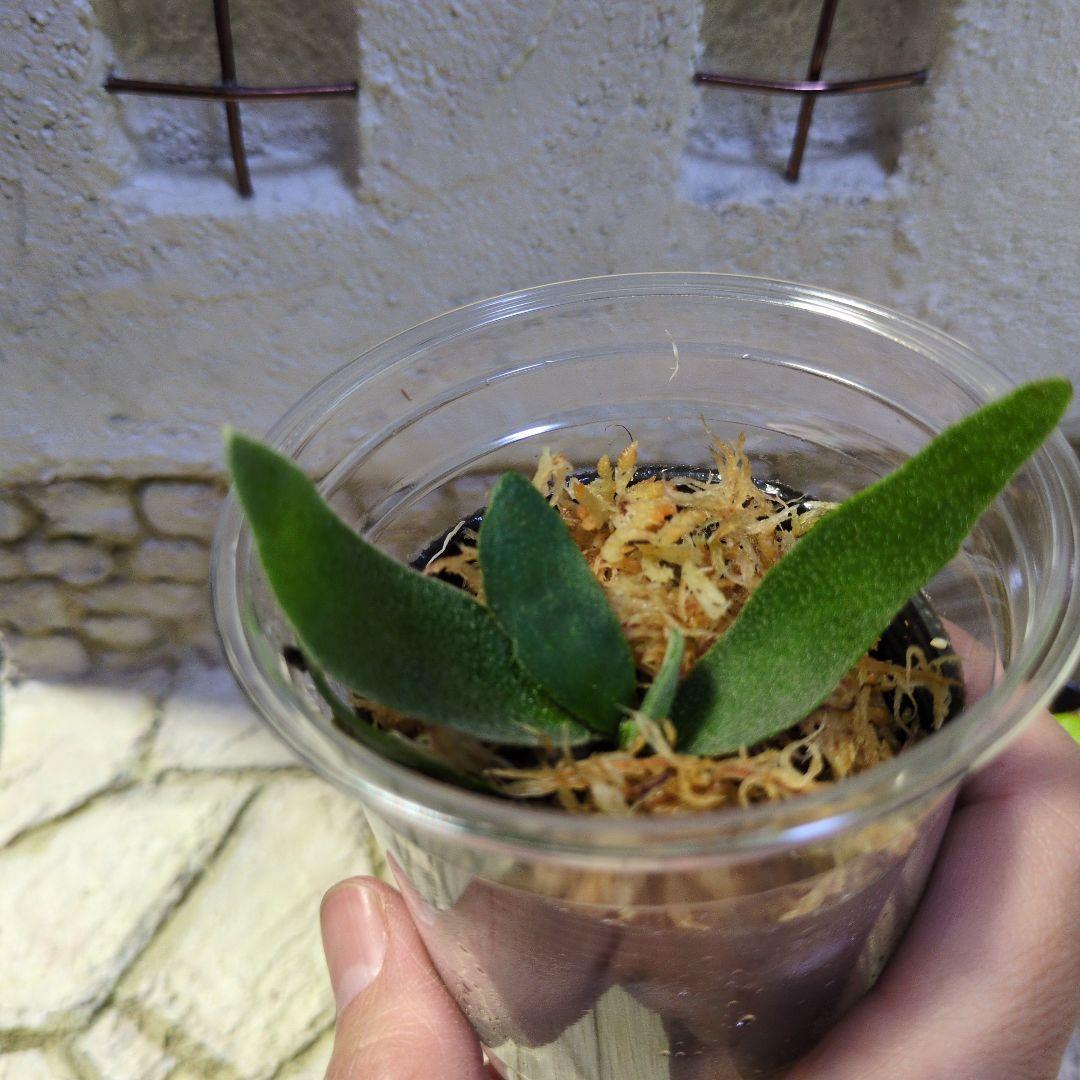 速達ビカクシダ P.Willinckii 'OMG' リドレイドワーフ④ セット - メルカリ