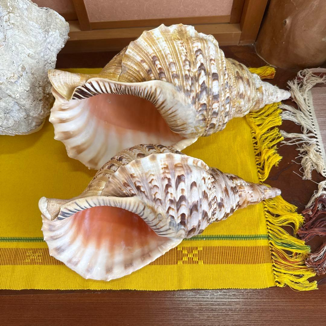 特大法螺貝40cm 1、5kg 法螺貝33、5cm 875g 2個セット - メルカリ