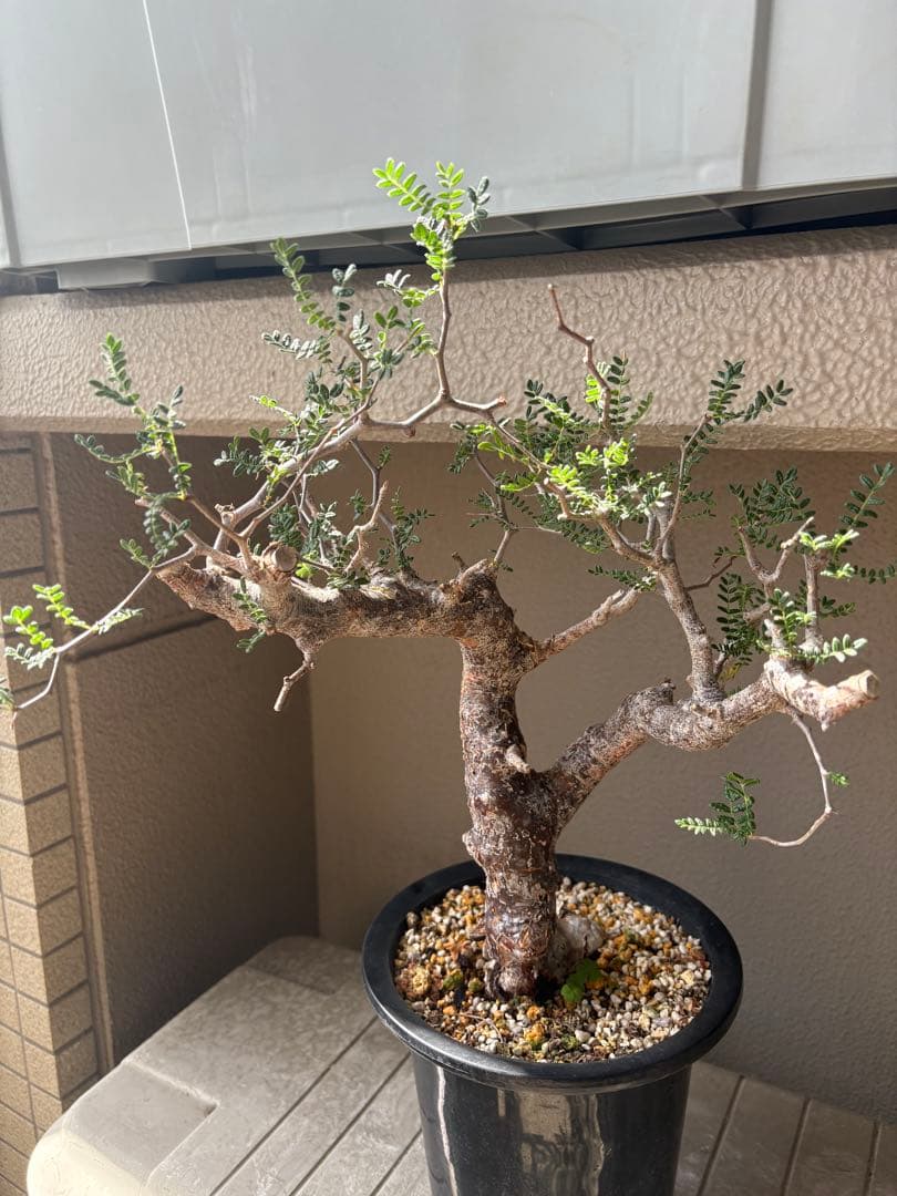 h*7様 【最終価格】コミフォラ モンストローサ 現地球 検）グラキリス