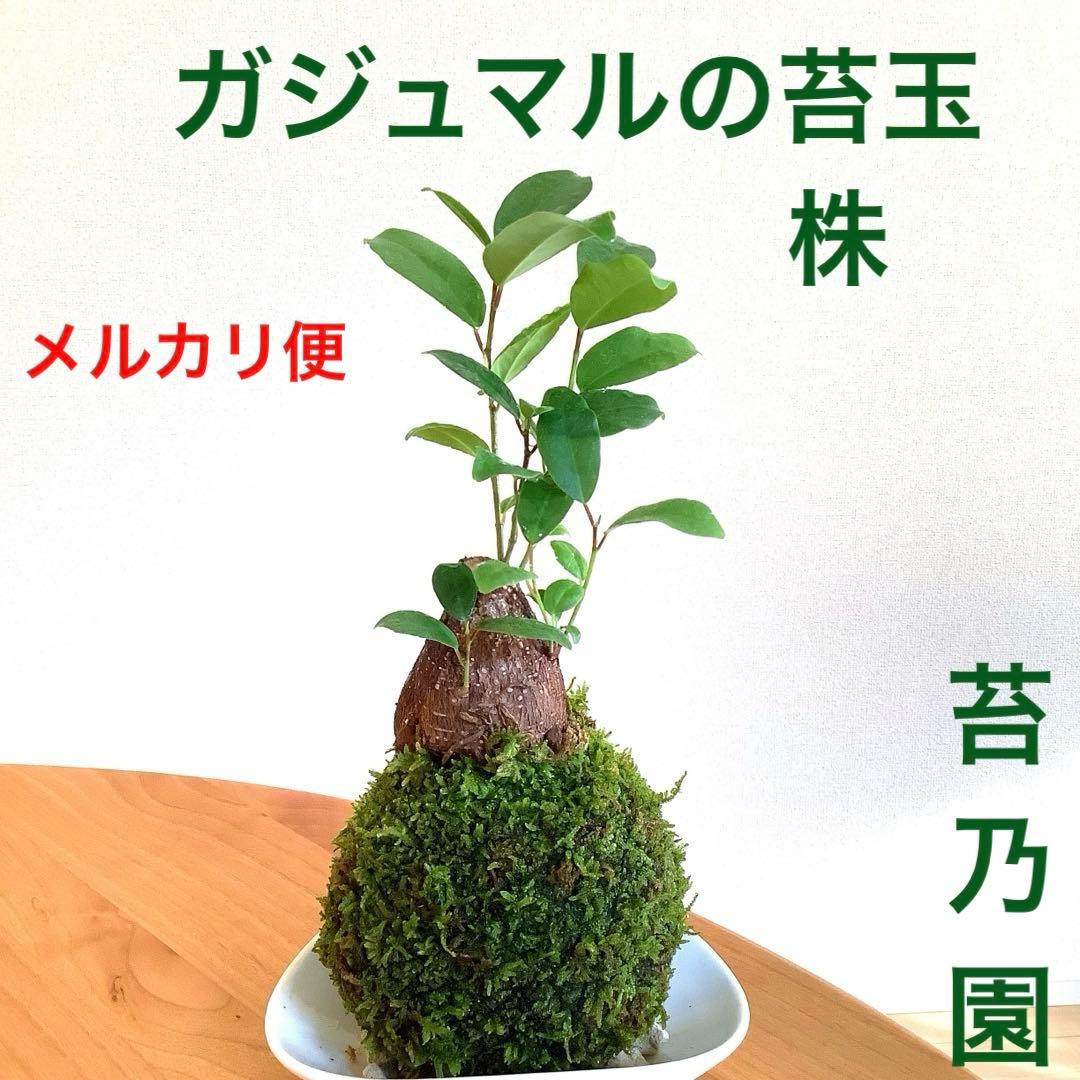 ガジュマルの苔玉 株 メルカリ便 - メルカリ