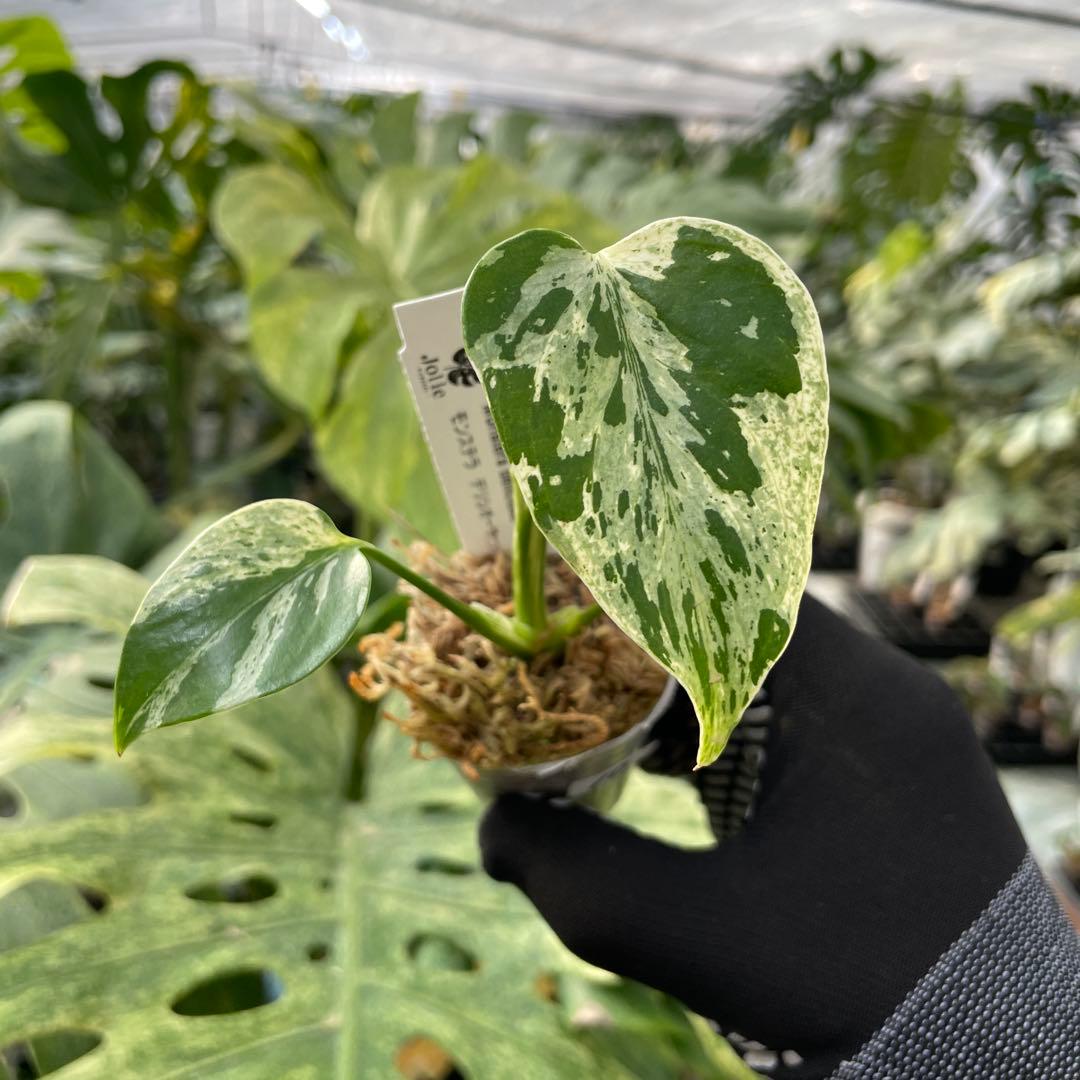 10モンステラ デリシオーサ ベトシオーサ 2寸ポリポット ネコポス発送