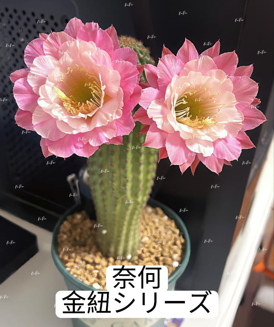 101-奈何 金紐シリーズ 多肉植物 花サボテン カキコ - メルカリ